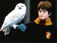 Harry Potter Harry Potter