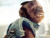The Hangover Part II Monkey The Hangover Part II Monkey