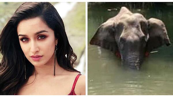 Celebs Express Fury Over Killing Of Pregnant Elephant Celebs Express Fury Over Killing Of Pregnant Elephant