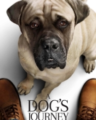 A Dog's Journey A Dog's Journey