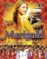 Marigold Marigold