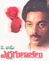 ఎర్ర గులాబీలు