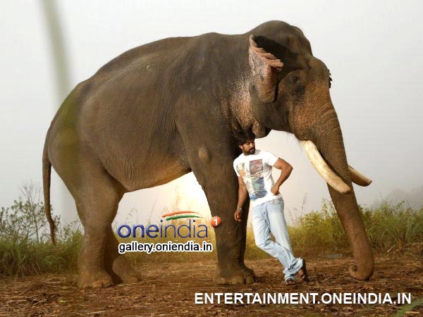 Yash Combination With Elephant