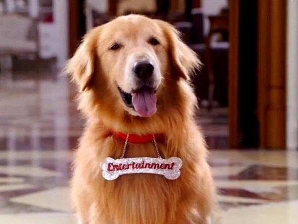 Entertainment Movie Dog Breed Price