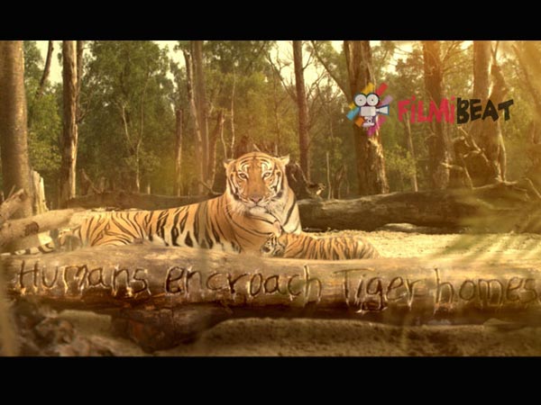 Bengal Tiger Photos: HD Images, Pictures, Stills, First Look Posters of Bengal  Tiger Movie - FilmiBeat