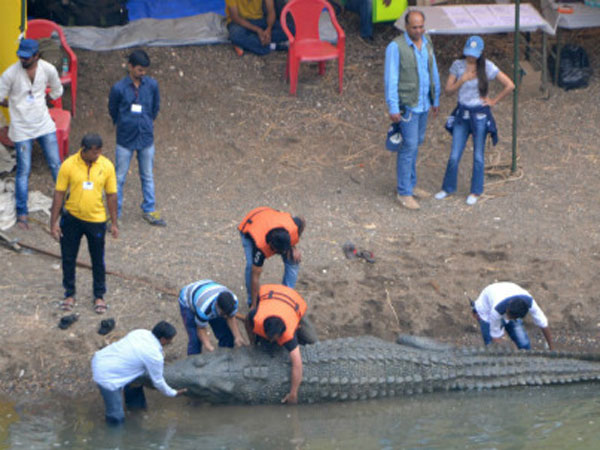 20-Feet Long Crocodile