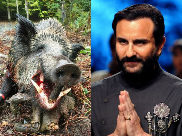 Saif Ali Khan Wild Boar Hunting Saif Ali Khan Wild Boar Hunting