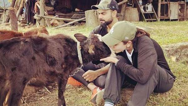 Photos With Calves