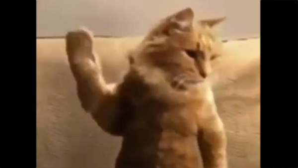 Shares Funny/Weird Videos