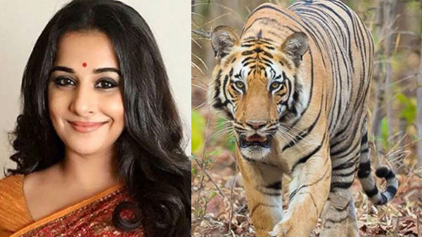 Vidya Balan To Star In Film On Man-Eater Tigress Avni? Vidya Balan To Star In Film On Man-Eater Tigress Avni?