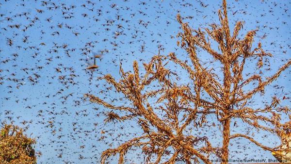 KV Anand On Locust Invasion