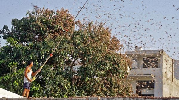 KV Anand On His Research on Locust Attack