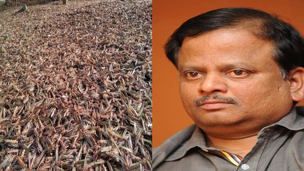 KV Anand and Locust KV Anand and Locust