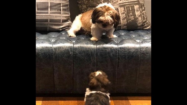 'Paw'dorable