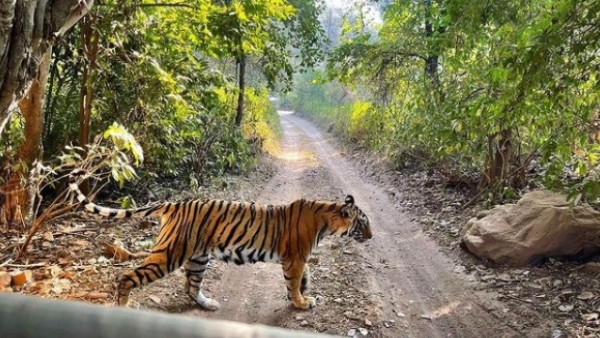 Tiger Spotting