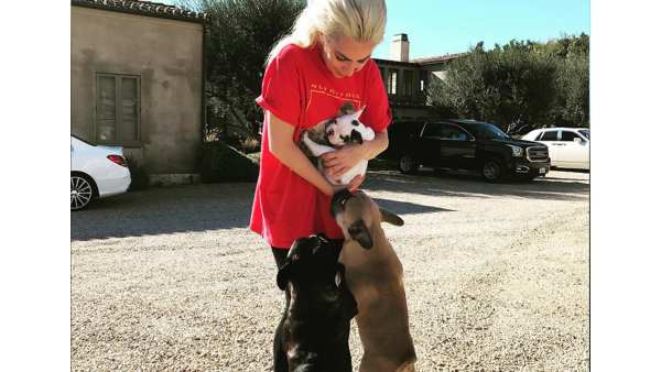 Out Of Three Lady Gaga's Two French Bulldogs Were Stollen
