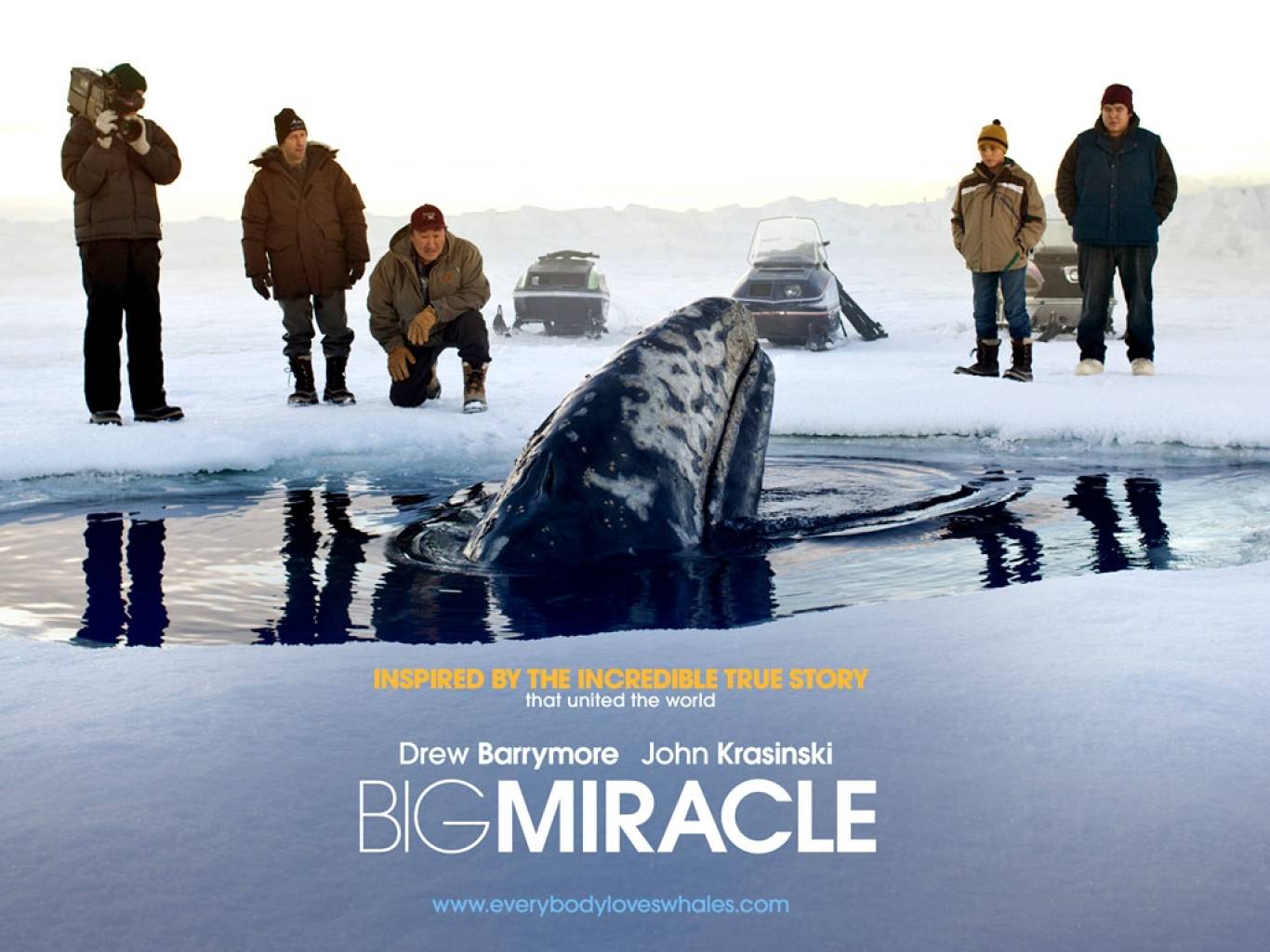 Big Miracle Movie HD Wallpapers Big Miracle HD Movie Wallpapers Free