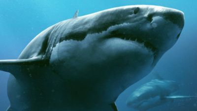 Into The Deep (2016)